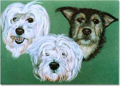 Dog Trio